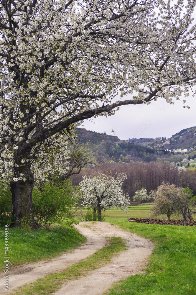 Kirschblüte in Forchtenstein mit Weg zur Burg Kirschblüte in Forchtenstein mit Weg zur Burg