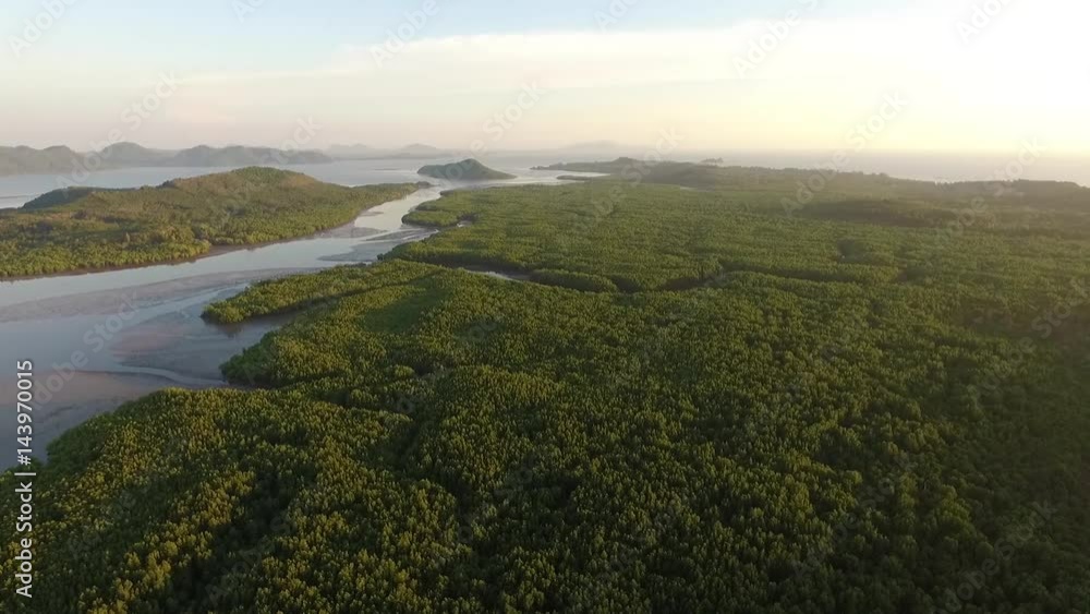 Aerial view of mangrove forest Aerial view of mangrove forest