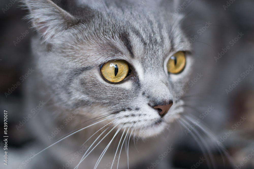 Picture of a gray Scottish cat Picture of a gray Scottish cat
