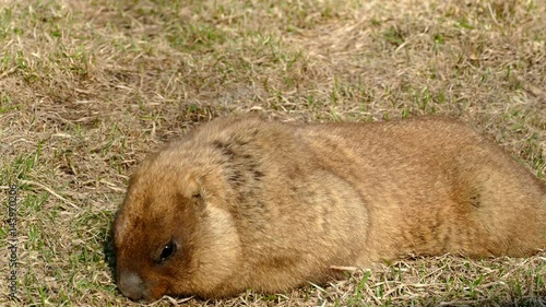 Marmots eat early grass