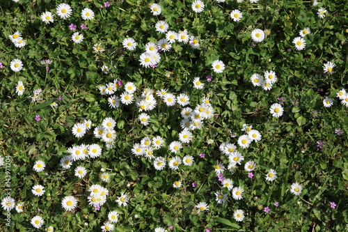field with daisies