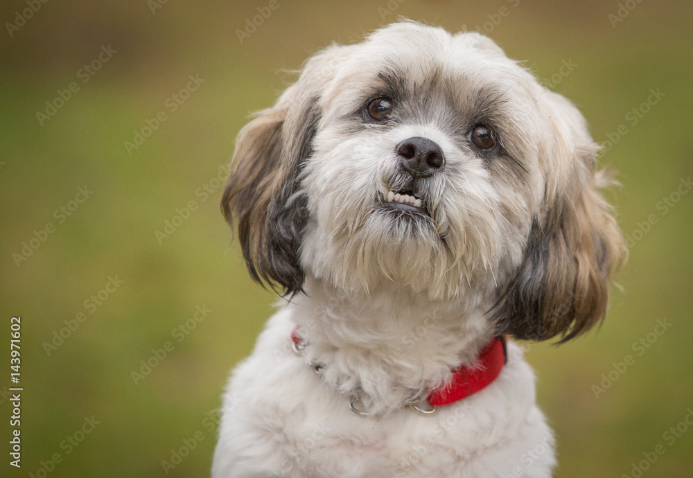 Shih Tzu