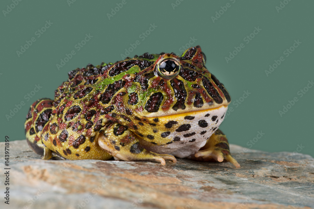 Naklejka premium Ornate Horned Frog (Ceratophrys ornata)/Ornate Horned Frog against a light green background