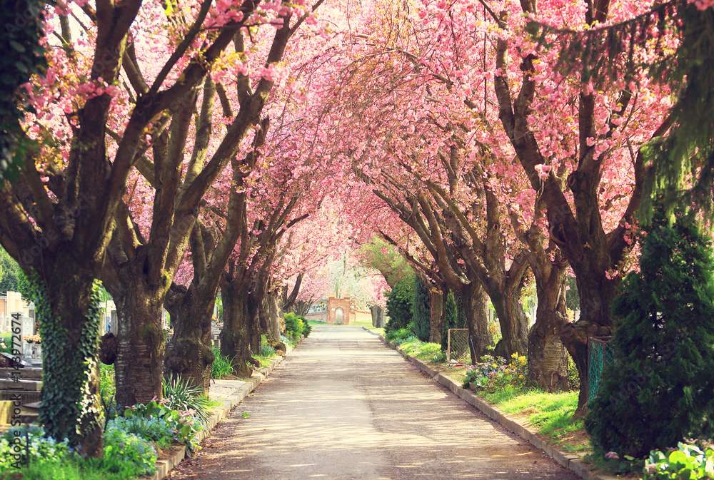 Obraz premium Droga z kwitnącymi drzewami na wiosnę