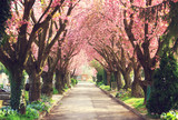 Road with blooming trees in spring