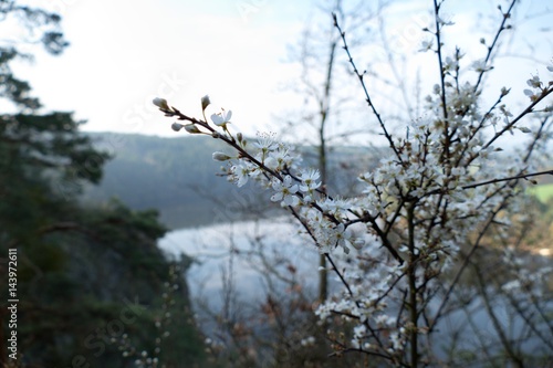 quiet spring morning at vltava river