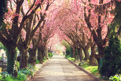 Road with blooming trees in spring