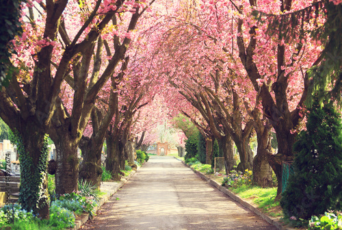 Road with blooming trees in spring photo