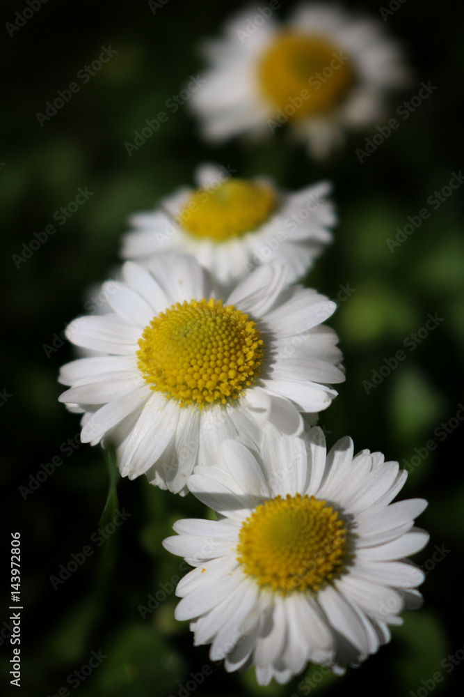 Daisy flower