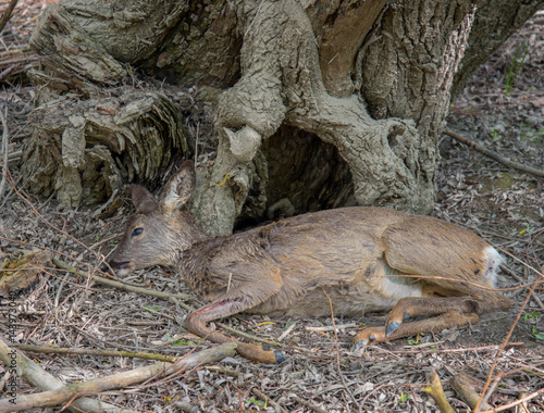 verendetes Reh im Dickicht