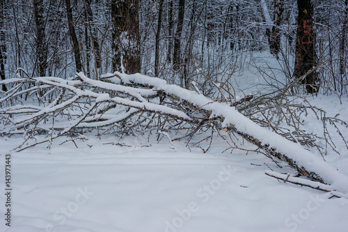 Broken tree under the snow