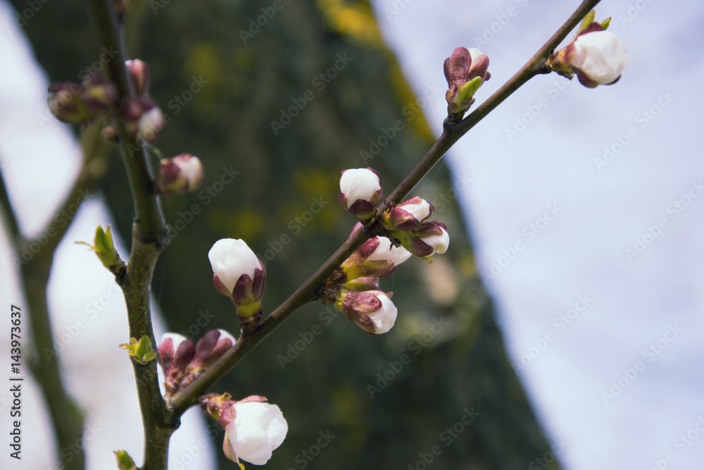 Pink apricot blossom in spring beautiful natural outdoor blooming