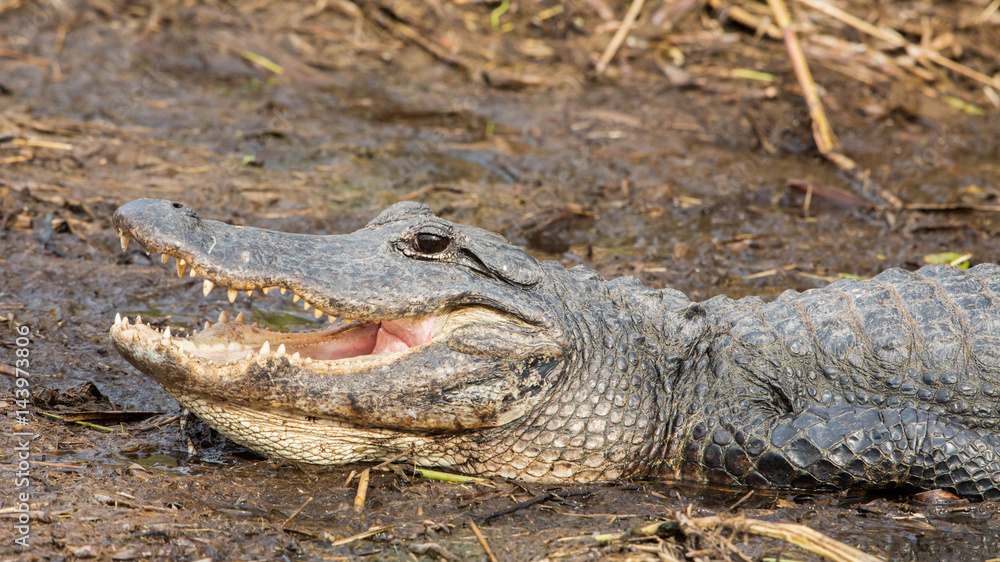 Naklejka premium Alligator, Everglades National Park, Florida
