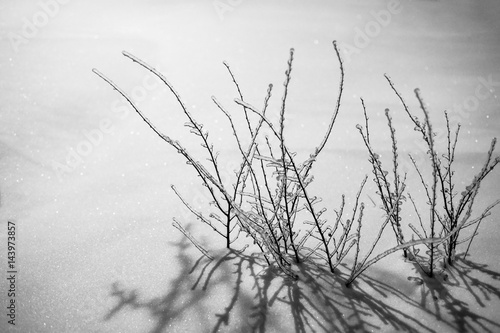 Small little tree under the snow photo