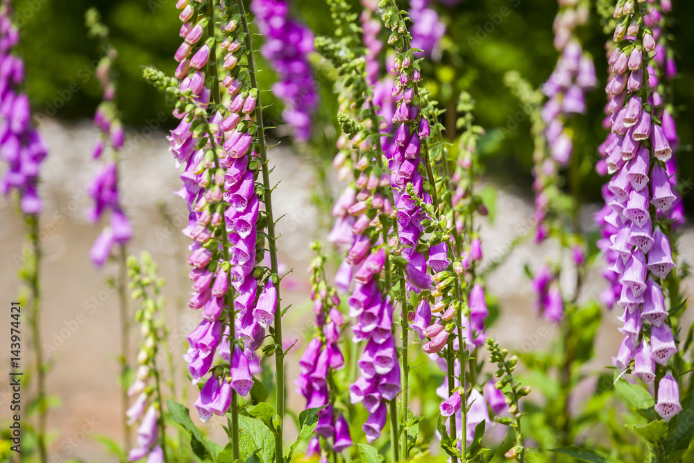 Obraz premium Spring in the garden. 