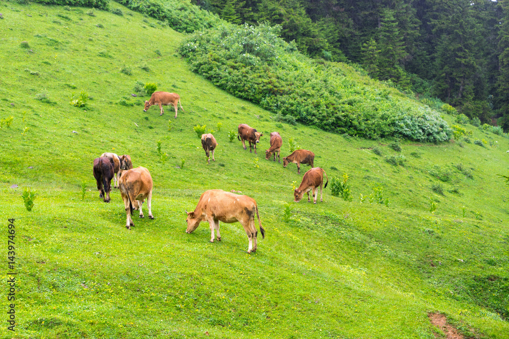 Naklejka premium Highland cows on a field, Giresun, Turkey