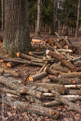Split tree trunks, lying in the forest. Woodworking industry. Trunks of trees fell to the ground around the tree. photo