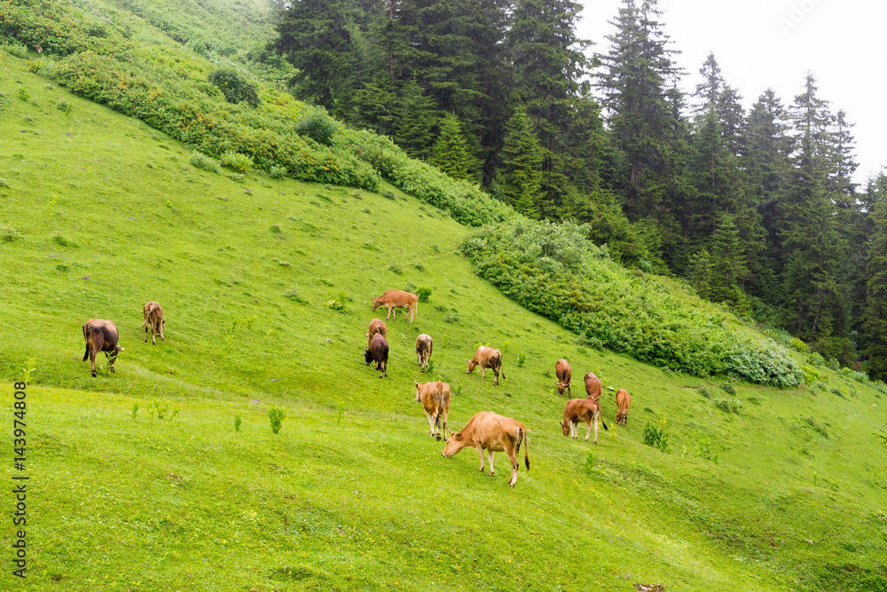 Highland cows on a field, Giresun, Turkey