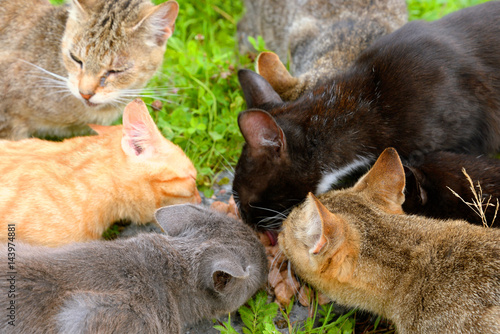 Fototapeta Naklejka Na Ścianę i Meble -  Hungry homeless cats.