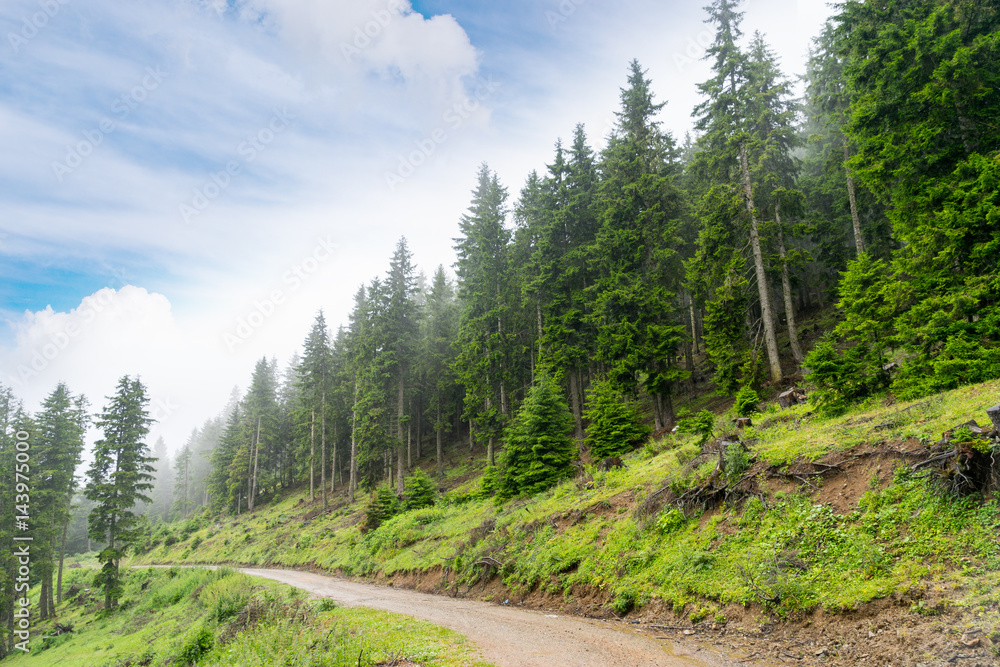 Fototapeta premium Summer Mountain view to Highland and Pine Tree Forest