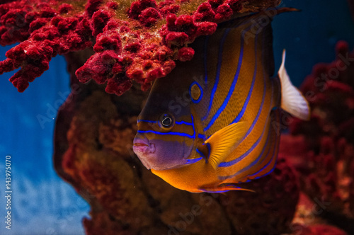 Colorful angelfish also known as bluering angelfish deep underwater photo