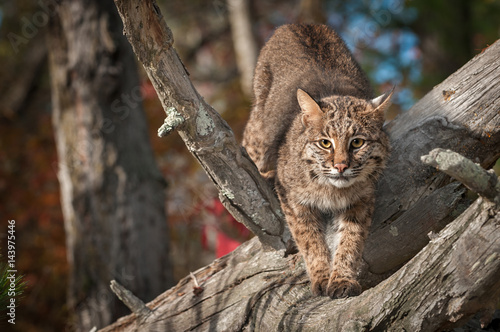 Bobcat (Lynx rufus) Stretches Out in Branches