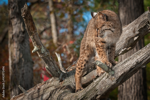 Fototapeta Naklejka Na Ścianę i Meble -  Bobcat (Lynx rufus) Turns Left Atop Branch