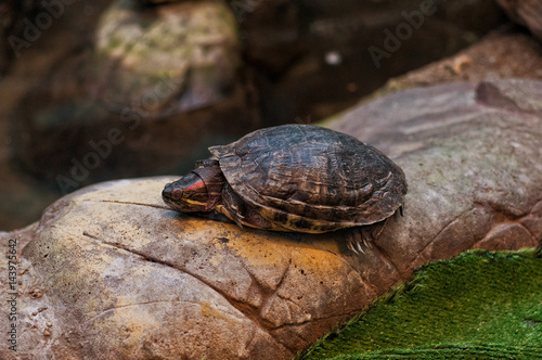 Small turtle