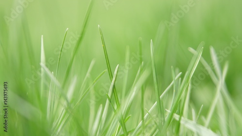 beautiful springtime grass close up background blurre