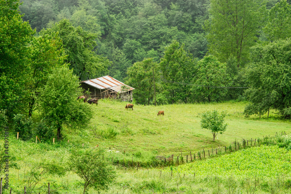 Obraz premium Beautiful Mountain view to Highland and Trees