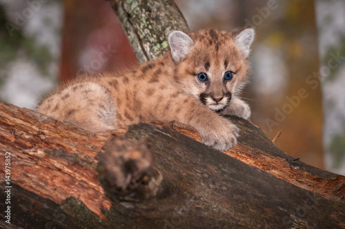 Female Cougar Kitten (Puma concolor) Wide Eyed in Tree