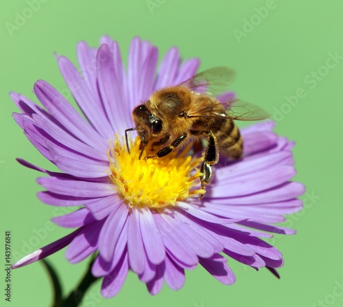 bee or honeybee Apis Mellifera on violet flower