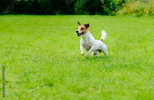 Active dog on green grass background running and playing