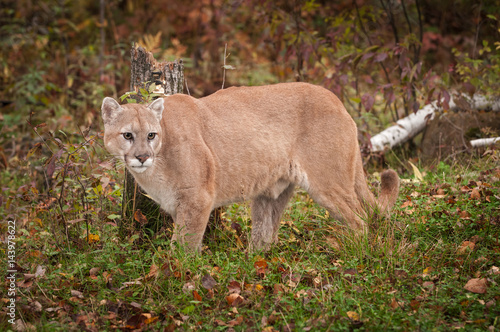 Adult Male Cougar  Puma concolor  in Front of Stump