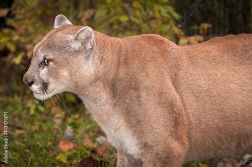 Adult Male Cougar (Puma concolor) Close Up Profile