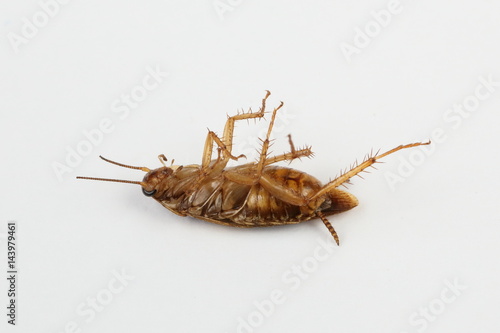 dead cockroach on white background