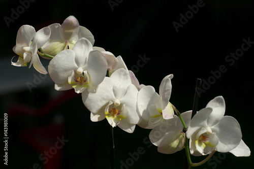 beautiful tender closeup white Phalaenopsis orchid flowers on dark background