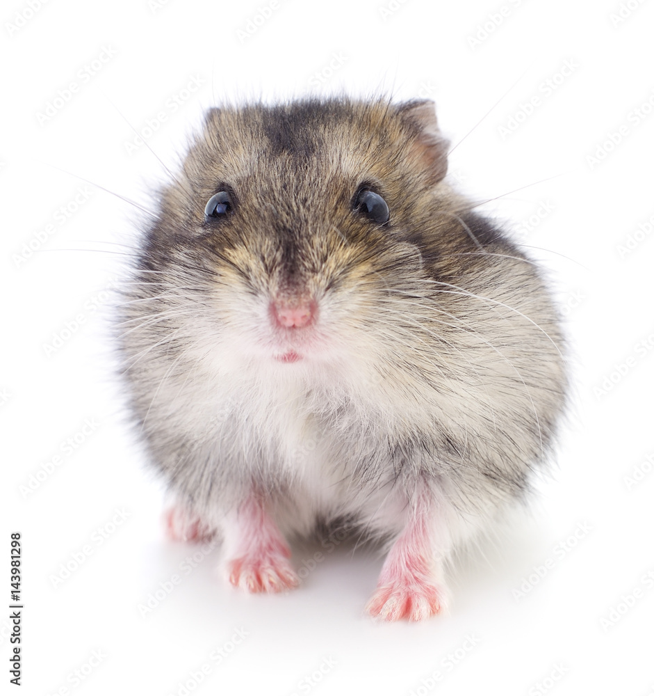 Small domestic hamster. Small domestic hamster.
