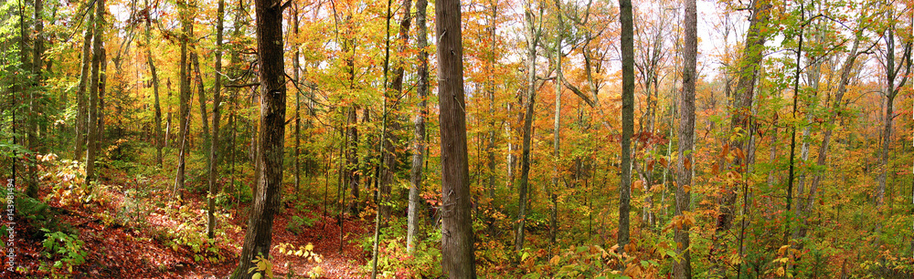 Forest at Indian summer Forest at Indian summer