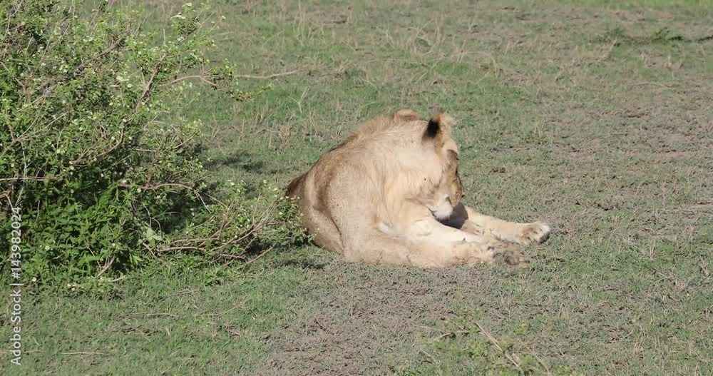 Young male lion, Serengeti, Tanzania, 4K Young male lion, Serengeti, Tanzania, 4K
