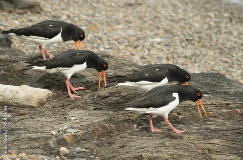 Fotografie Oystercatcher