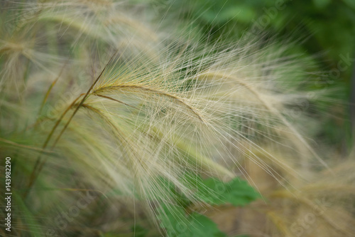 decorative rye spikes in the garden