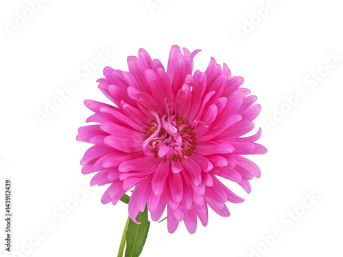 Pink aster flower isolated on a white background