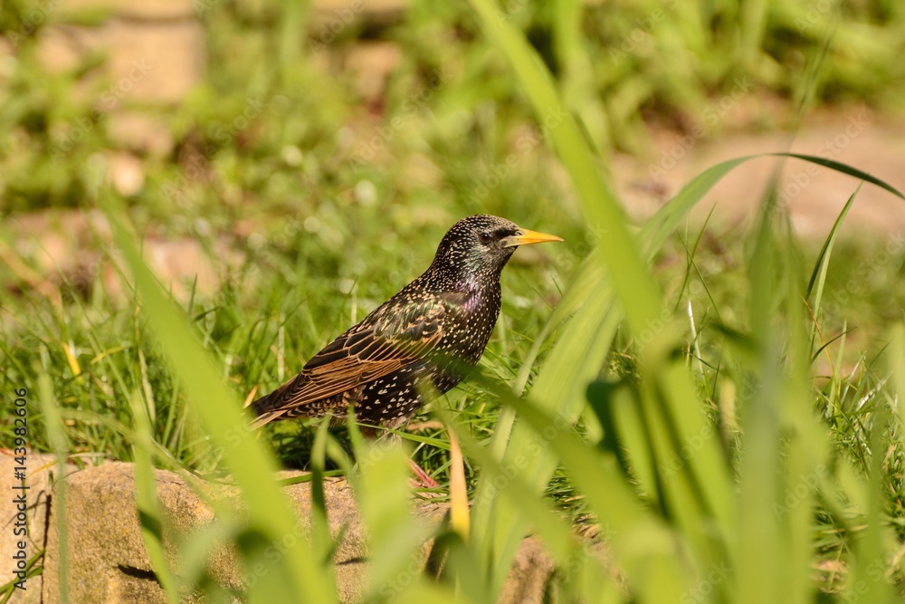 Bright shiny starling in grassy garden Bright shiny starling in grassy garden