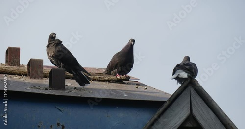 Grey and Spotted Doves Are Sitting on the Roof of a Pigeon House and Clean Their Feather in the Daytime in Summer photo