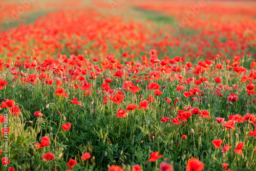 Nature, spring, blooming flowers concept - close-up of poppies over red flowers background in the spring field.