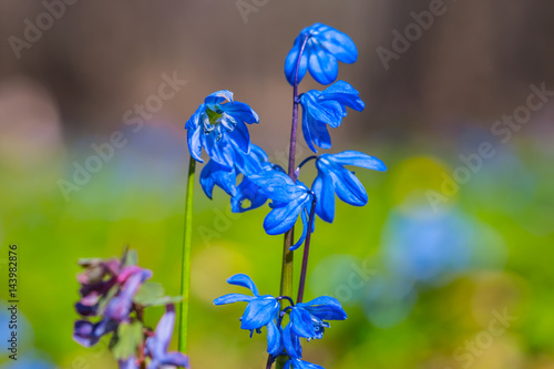 Wallpaper Mural closeup spring flowers in a forest Torontodigital.ca