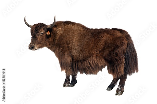 brown yak white background photo