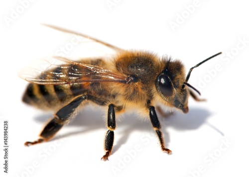 detail of bee or honeybee , Apis Mellifera