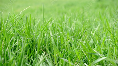 springtime green grass close up background blurre